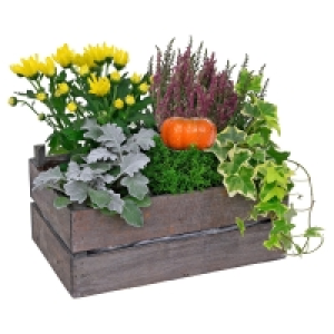 Aldi Süd  GARDENLINE Bepflanzte Holzgefäße