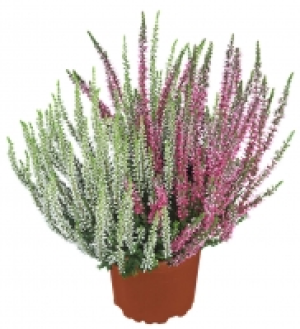 Calluna 1.79 €