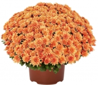 Kaufland  Chrysanthemen Busch