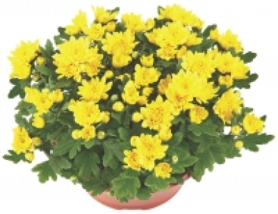 Chrysanthemen Schale 4.99&nbsp;&euro;