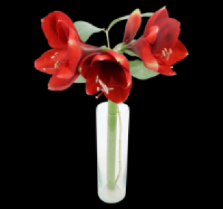 Amaryllis