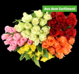 Wunderschöne Rosen