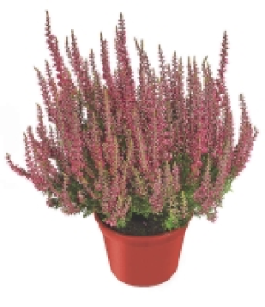 Kaufland  Calluna