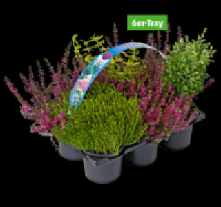 Herbstmix 5.99 €