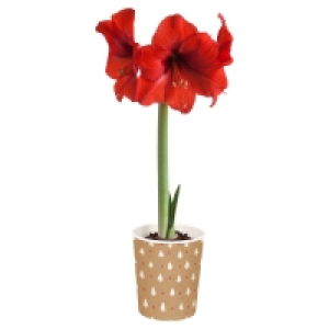 GARDENLINE Amaryllis 3.49&nbsp;&euro;