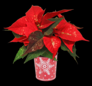 Mini-Weihnachtsstern 2.29 €