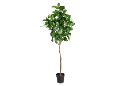 Lidl Livarno Home LIVARNO home Kunstpflanze Magnolie, 190 cm