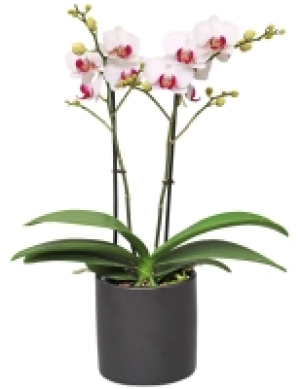 Kaufland  Orchidee Multiflora im Keramik - Übertopf