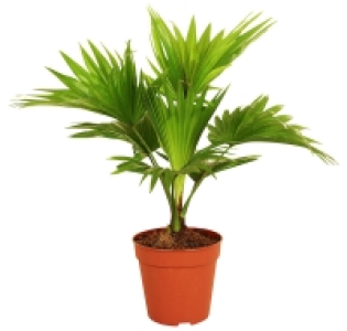 Zimmerpflanze 6.99 €