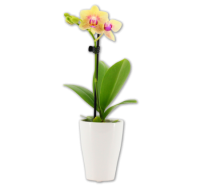 Penny  Mini-Orchideen
