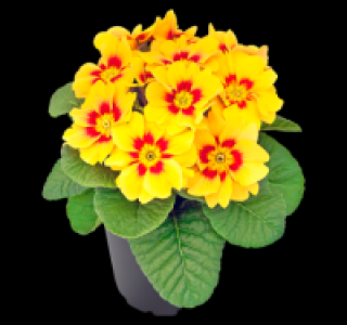 Primel 1.11&nbsp;&euro;