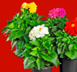Dahlien