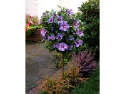 Hibiskus Oiseau bleu® zum Stämmchen gezogen, blau blühend 27.99 €