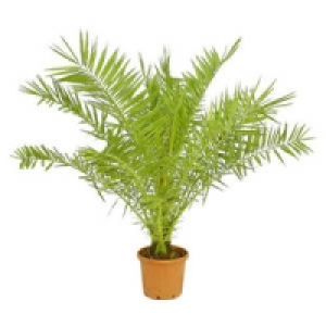 Ph&ouml;nix canariensis 19.99&nbsp;&euro;