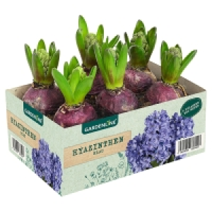GARDENLINE Frühlingszwiebeln, 6er-Packung