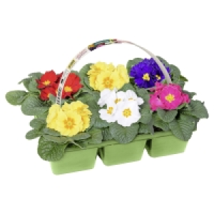 Aldi Süd  GARDENLINE Primel, 6er Tray