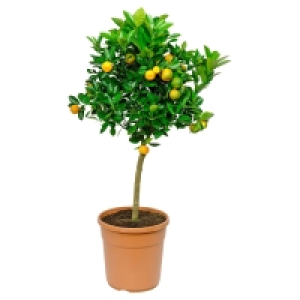 Aldi Süd  GARDENLINE Mediterrane Stämmchen
