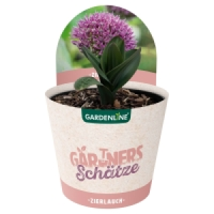 Aldi Süd  GARDENLINE Allium/Zierlauch oder Paeonia/Pfingstrose