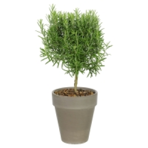 Aldi Süd  GARDENLINE Gewürzstämmchen