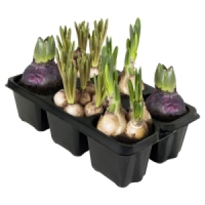 GARDENLINE Zwiebel-Mix