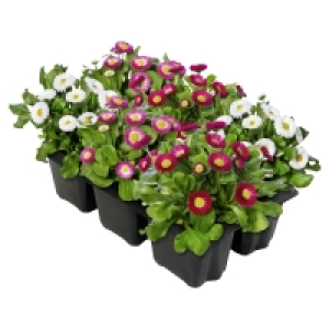 GARDENLINE Blühplanzen-Tray