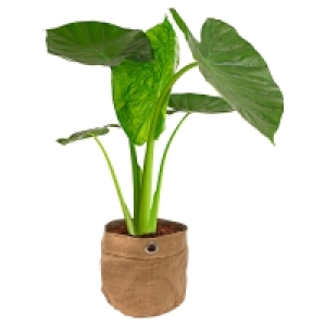 GARDENLINE Grünpflanze