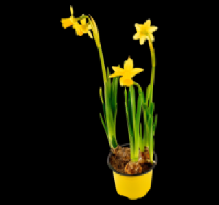 Narzisse T&ecirc;te-&agrave;-t&ecirc;te 0.99&nbsp;&euro;