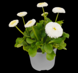 Gänseblümchen 0.79 €