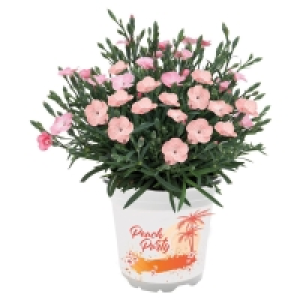 GARDENLINE Italienischer Blühmix
