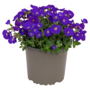 GARDENLINE Frühlingspflanze