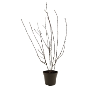 GARDENLINE Mandelbäumchen