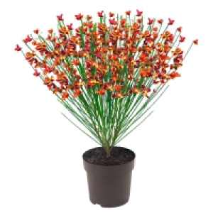 GARDENLINE Edelginster