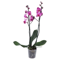 Aldi Süd  GARDENLINE Orchidee