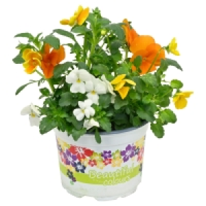 GARDENLINE Viola-Cornuta- oder Bellis-Trio