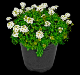 Staude 1.49 €