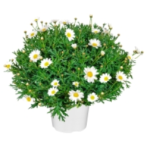 GARDENLINE Margeritenbusch 5.99 €