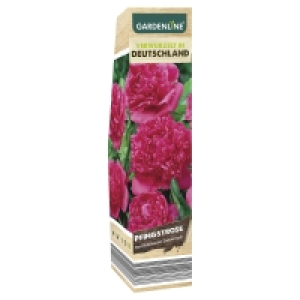 GARDENLINE Edel-, Beet- bzw. Kletterrosen