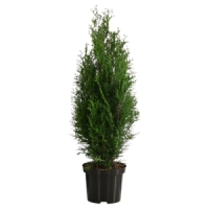 GARDENLINE Thuja Smaragd
