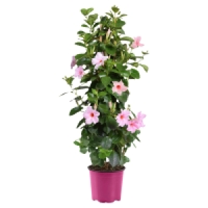 Aldi Süd  GARDENLINE Dipladenia Pyramide