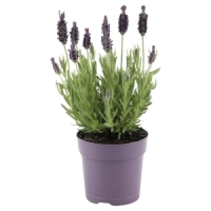 GARDENLINE Lavendel 1.99 €