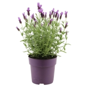 Aldi Süd  GARDENLINE Lavendel