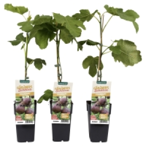 GARDENLINE Beerenstrauch 3.99 €