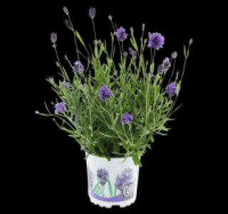 Lavendel