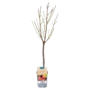 GARDENLINE Zwerg- und Säulenobst