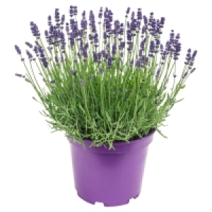 GARDENLINE Schopflavendel 1.99 €