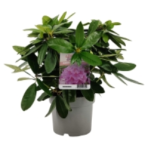 Aldi Süd  GARDENLINE Rhododendron-Busch