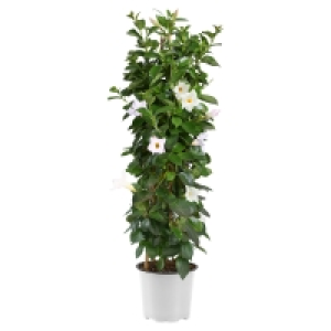 GARDENLINE Dipladenia