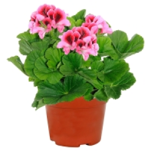 GARDENLINE Edelgeranie