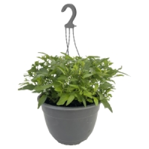 GARDENLINE Sommerjasmin-Ampel