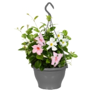 GARDENLINE Dipladenie-Ampel-Duo
